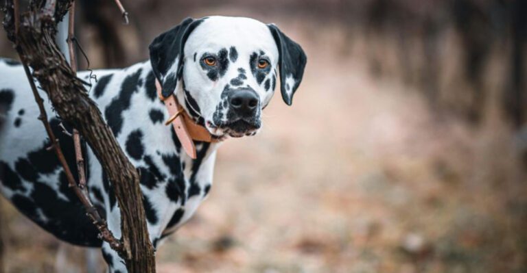 11 dog breeds unfairly labeled unfriendly by people who dont understand them dog news