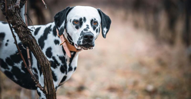 11 dog breeds unfairly labeled unfriendly by people who dont understand them