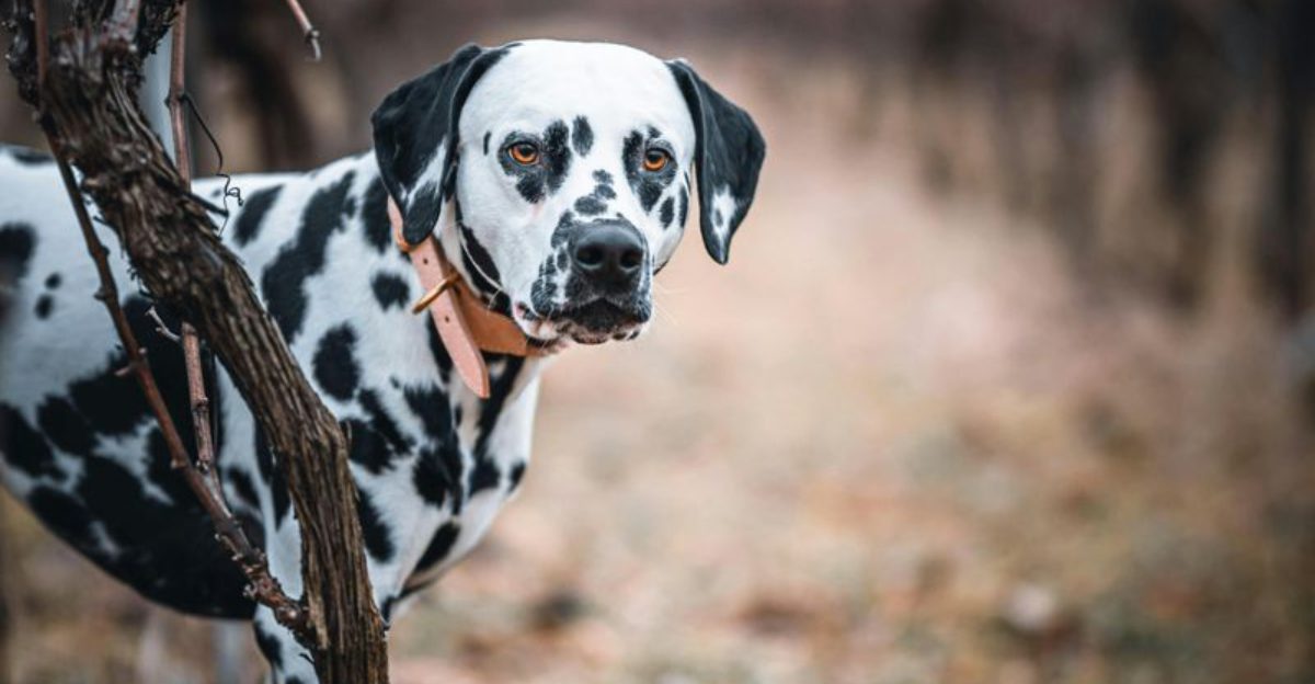 11 dog breeds unfairly labeled unfriendly by people who dont understand them