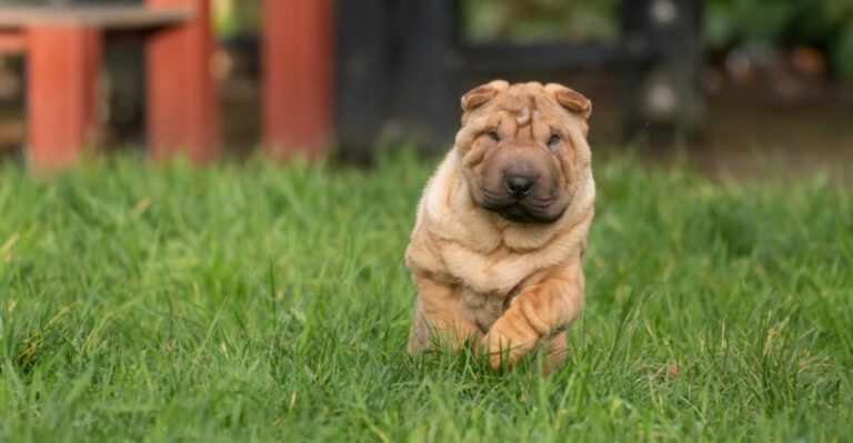 11 dogs proving personality matters more than appearance dog news
