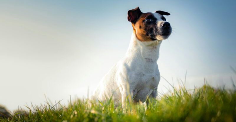 11 dogs that will wear you out with nonstop playtime