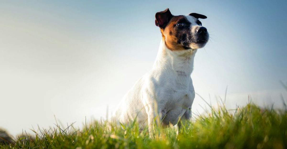 11 dogs that will wear you out with nonstop playtime