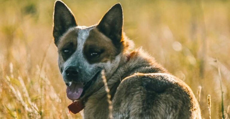 11 dogs whose natural instincts make them exceptional workers dog news