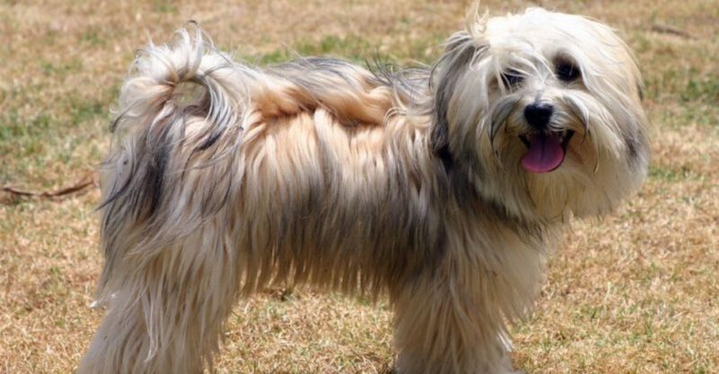 11 emotionally attached dogs that refuse to leave your side when youre struggling