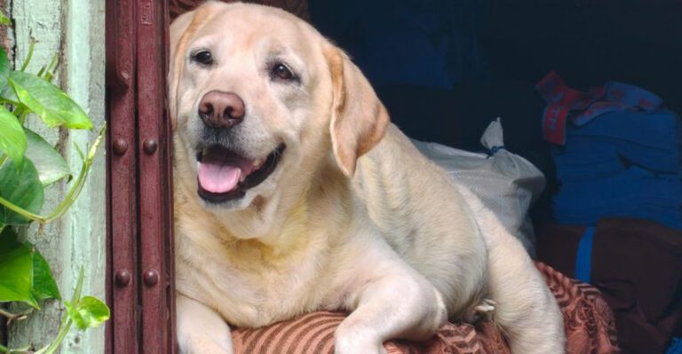 11 emotionally dependent dog breeds that develope anxiety the moment you leave dog news
