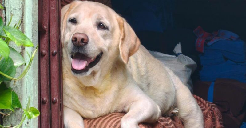 11 emotionally dependent dog breeds that develope anxiety the moment you leave