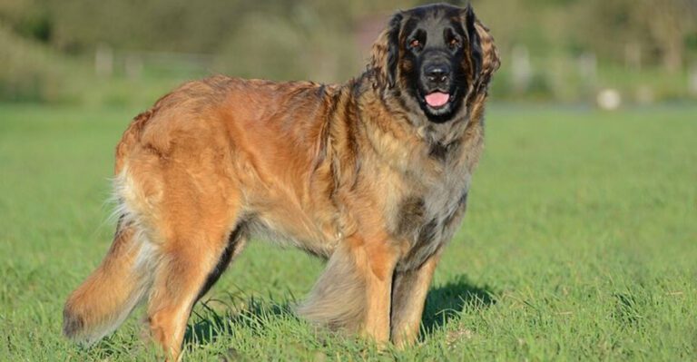 11 emotionally stable dog breeds that rarely overreact or panic dog news