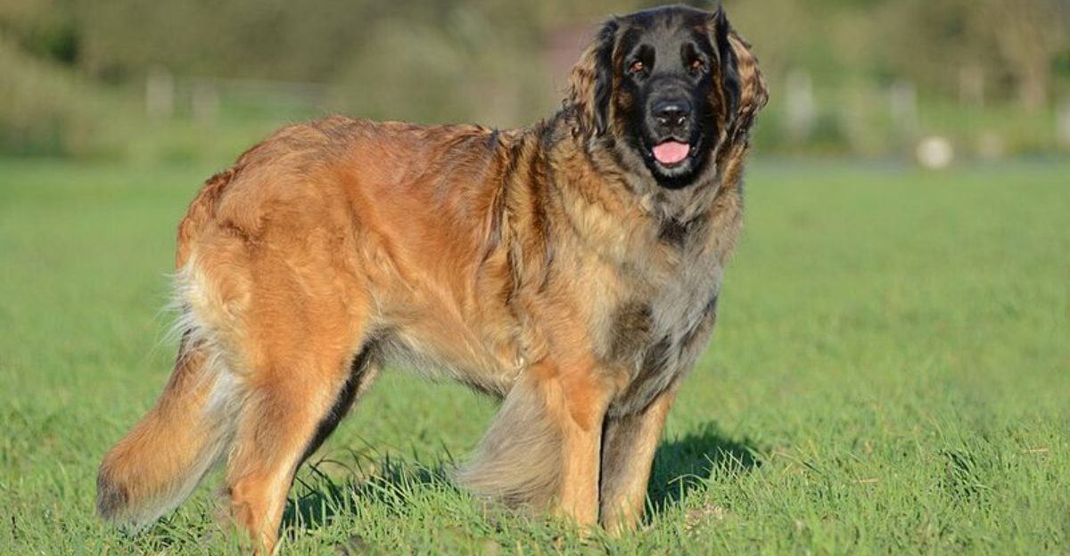 11 emotionally stable dog breeds that rarely overreact or panic
