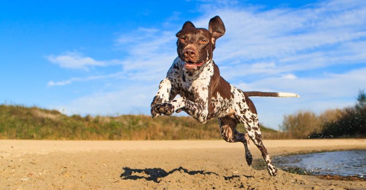 11 endurance loving dog breeds perfect for outdoor adventures and