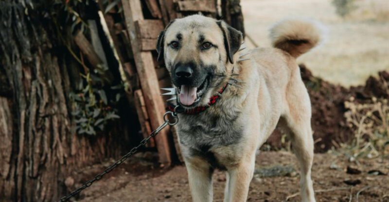 11 fearless dog breeds ever known plus 3 steady and dependable breeds