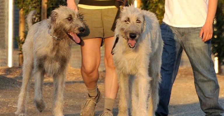 11 giant dog breeds owners often regret underestimating too late dog news