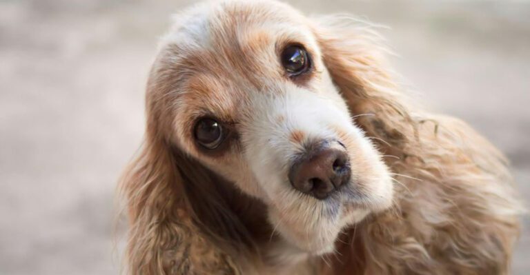 11 highly expressive dog breeds that seem to understand people on another level dog news