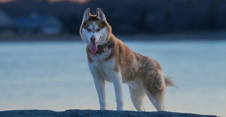 11 insanely energetic dog breeds that never seem to run out of fuel dog news