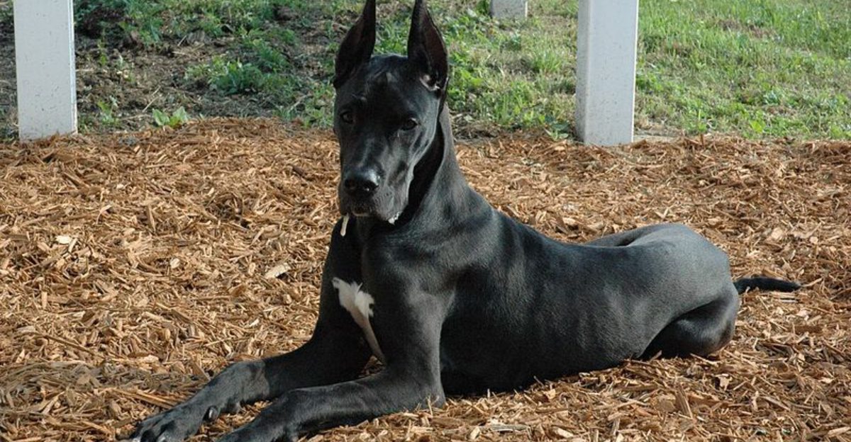 11 instinctive dog breeds that can read people frighteningly well