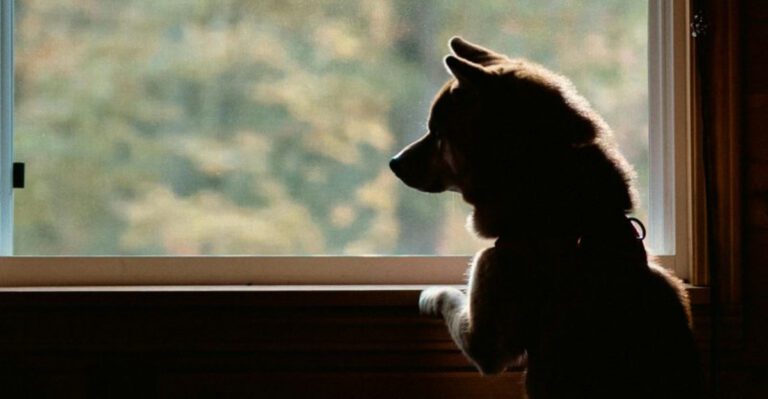 11 instincts that separate true protector dogs from the rest dog news