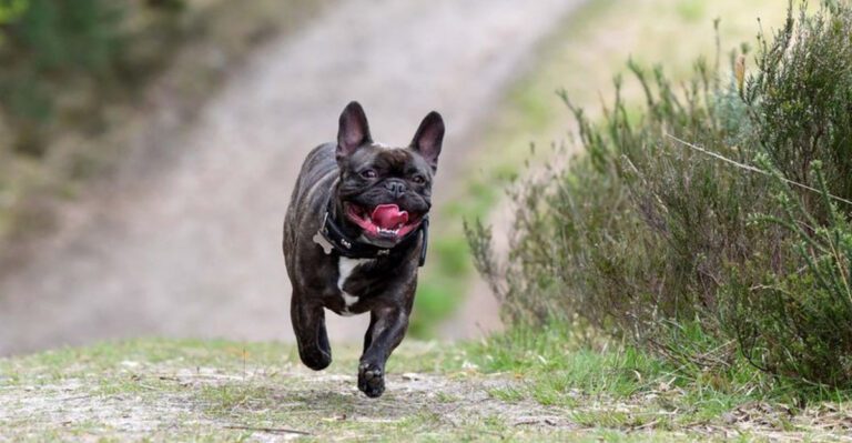 11 lookalike breeds that are not actually pitbulls dog news
