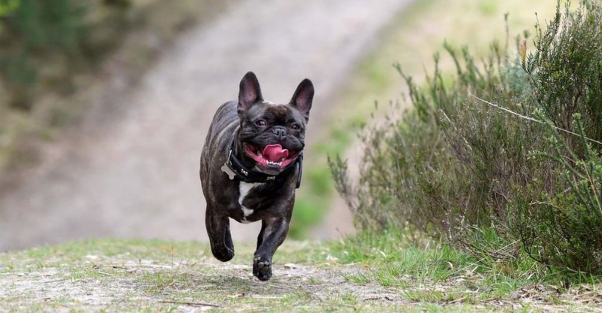 11 lookalike breeds that are not actually pitbulls