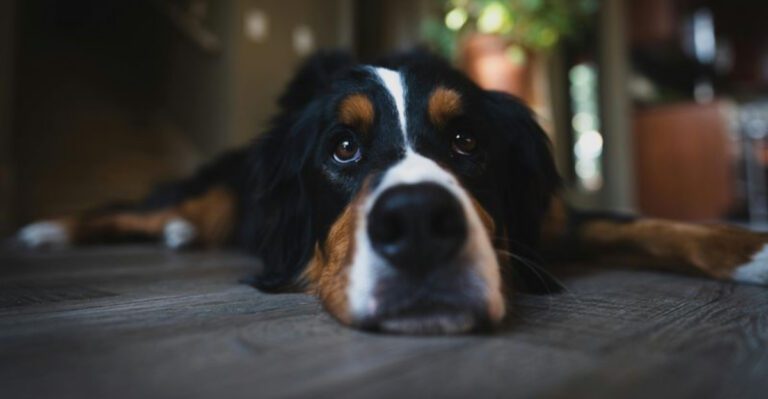 11 low drama dog breeds that bring calm instead of constant stress dog news
