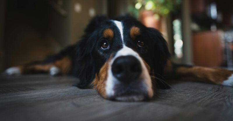11 low drama dog breeds that bring calm instead of constant stress