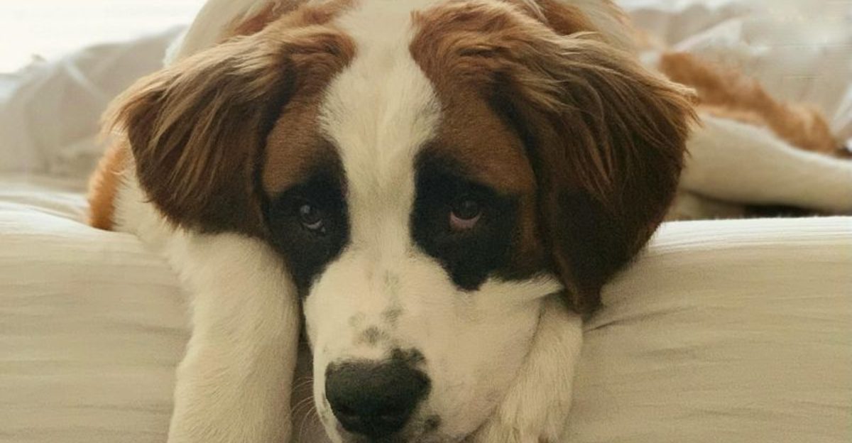 11 low energy dog breeds that fit perfectly with a quiet lifestyle plus 4 high energy breeds that need the exact opposite