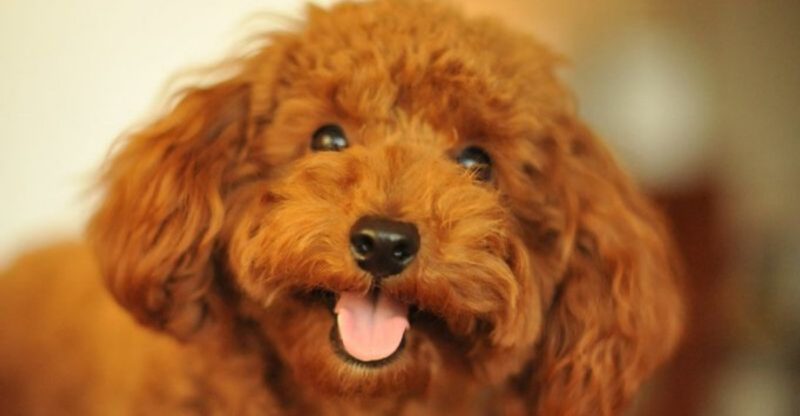 11 loyal companion dogs that thrive with solo owners