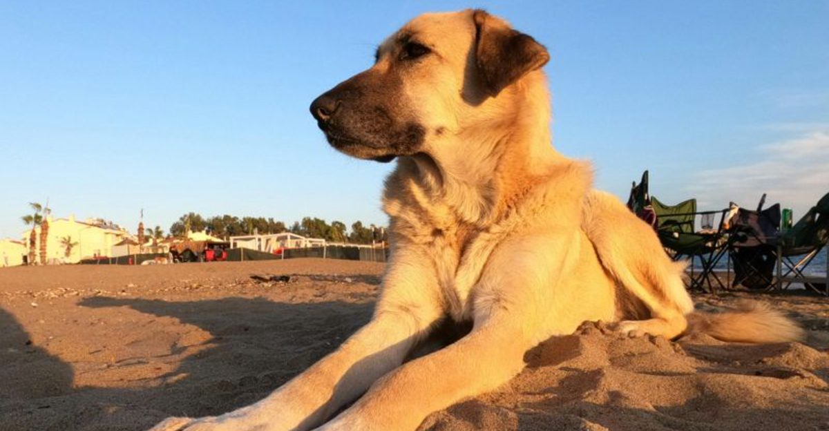 11 of the strongest dogs alive today and the reasons theyre so respected