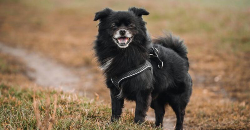 11 overlooked dogs people fall in love with once they stop following social media hype