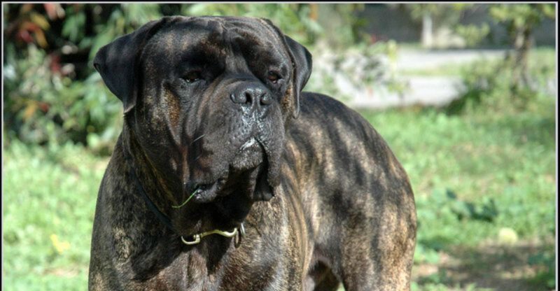 11 oversized dogs with gentle personalities and puppy like affection