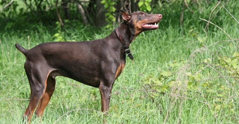 11 powerful watchdog breeds owners trust when security truly matters dog news
