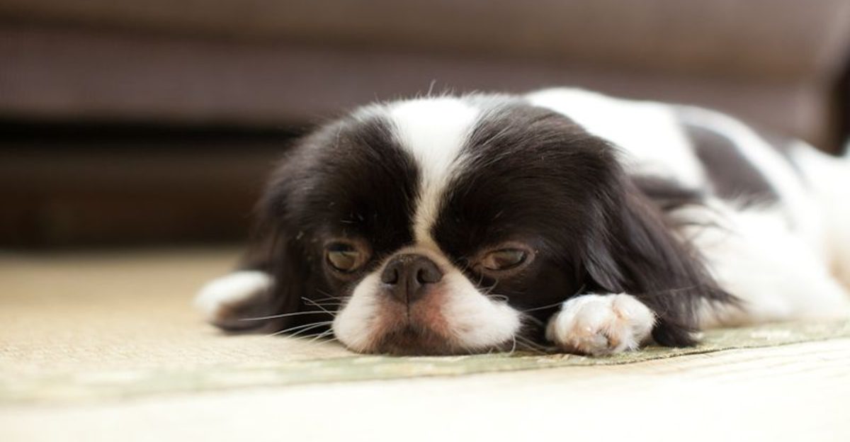11 quieter dog breeds that communicate in surprisingly expressive ways