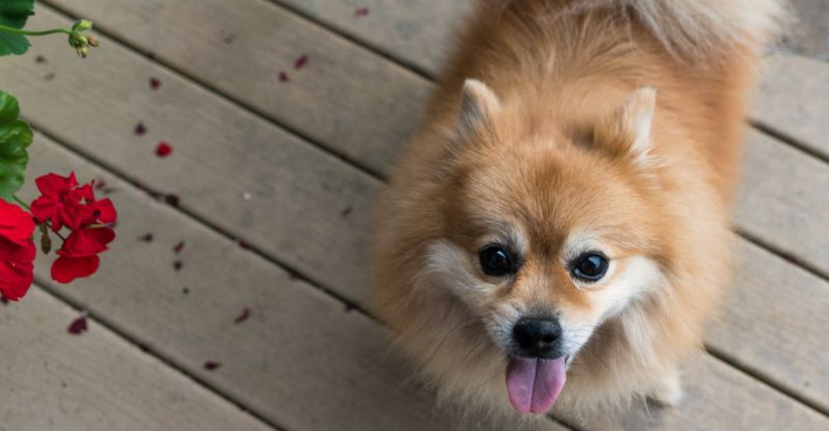 11 reassuring signs your puppy is healthy and developing properly