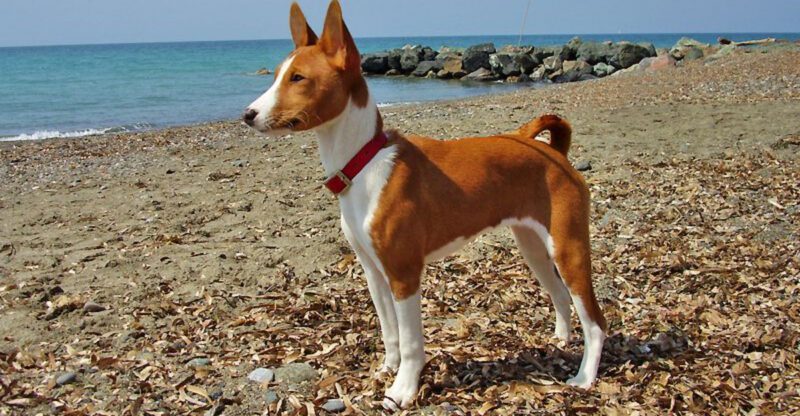 11 rule breaking dogs that ignore you and 4 that finally listen