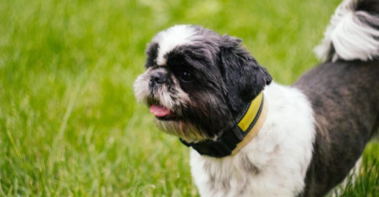 11 small dog breeds owners choose when they want more years together dog news