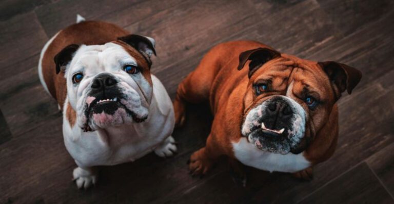 11 stubborn dog breeds that challenge owners daily and still steal their hearts dog news