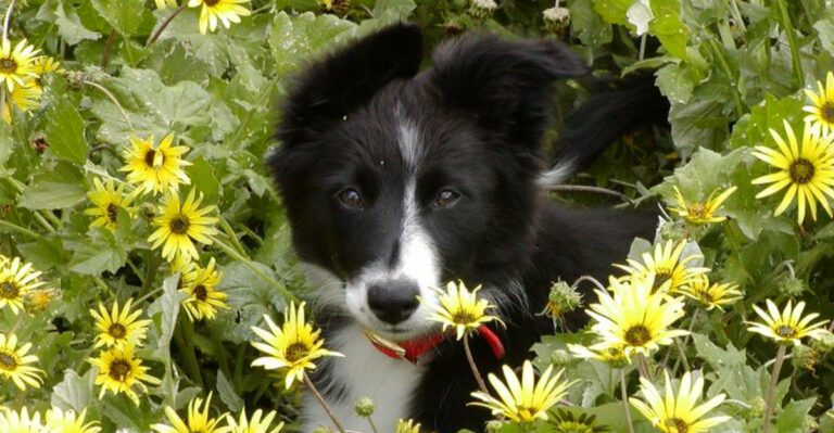 11 tireless farm dogs that prove hustle is built into their DNA dog news
