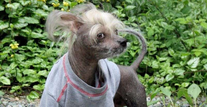 11 ugly dog breeds people end up loving more than expected