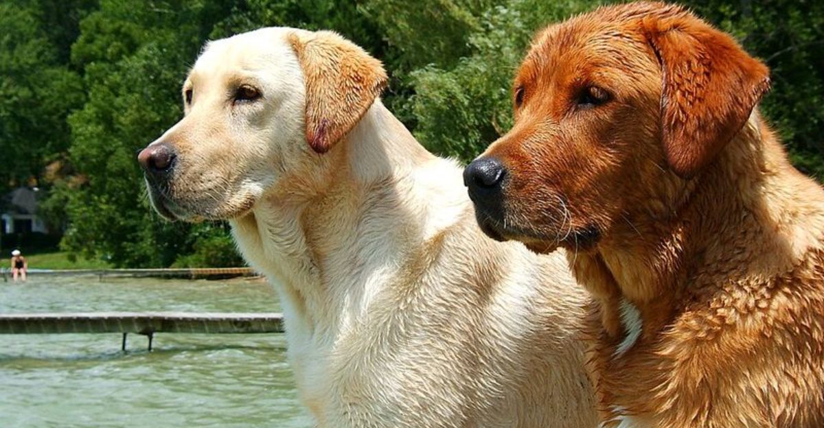 11 ultra friendly dog breeds that act like every stranger is already family