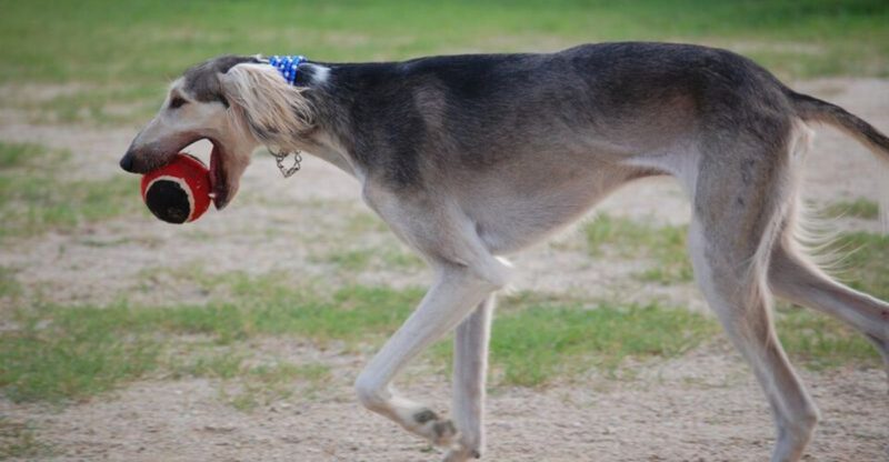11 unique dog breeds shaped by history and strong personality