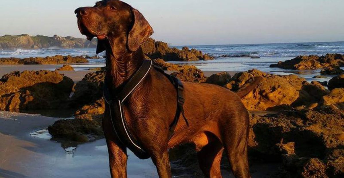 11 velcro dog breeds that treat privacy like a completely unnecessary concept