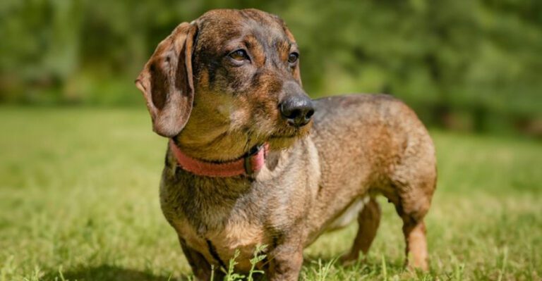 11 wildly quirky dog breeds that make ordinary life feel impossible dog news