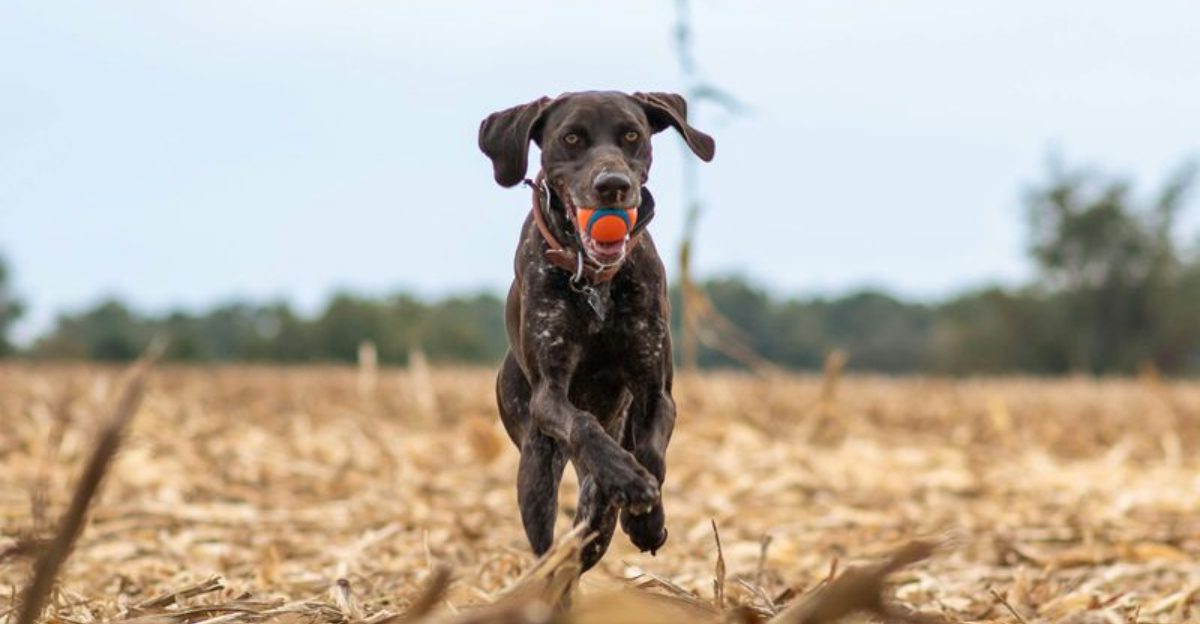11 working dog breeds that were never meant for lazy lifestyles