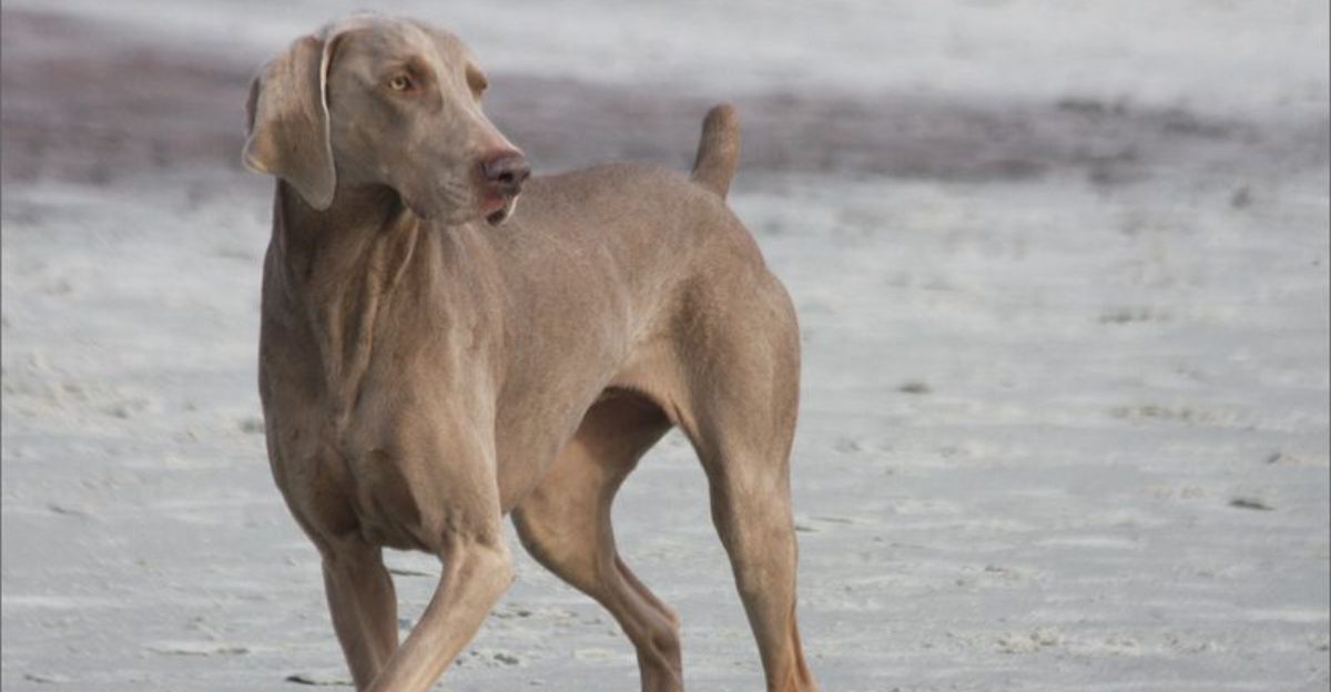 12 athletic dogs that dominate every agility challenge they face