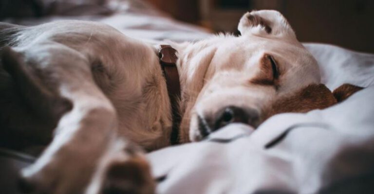 12 beautiful signs your dog feels deeply loved emotionally safe and truly happy dog news