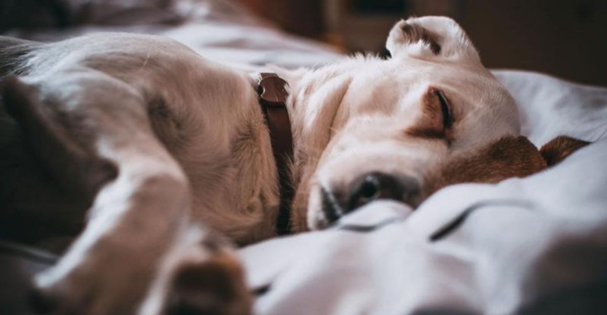12 beautiful signs your dog feels deeply loved, emotionally safe, and truly happy