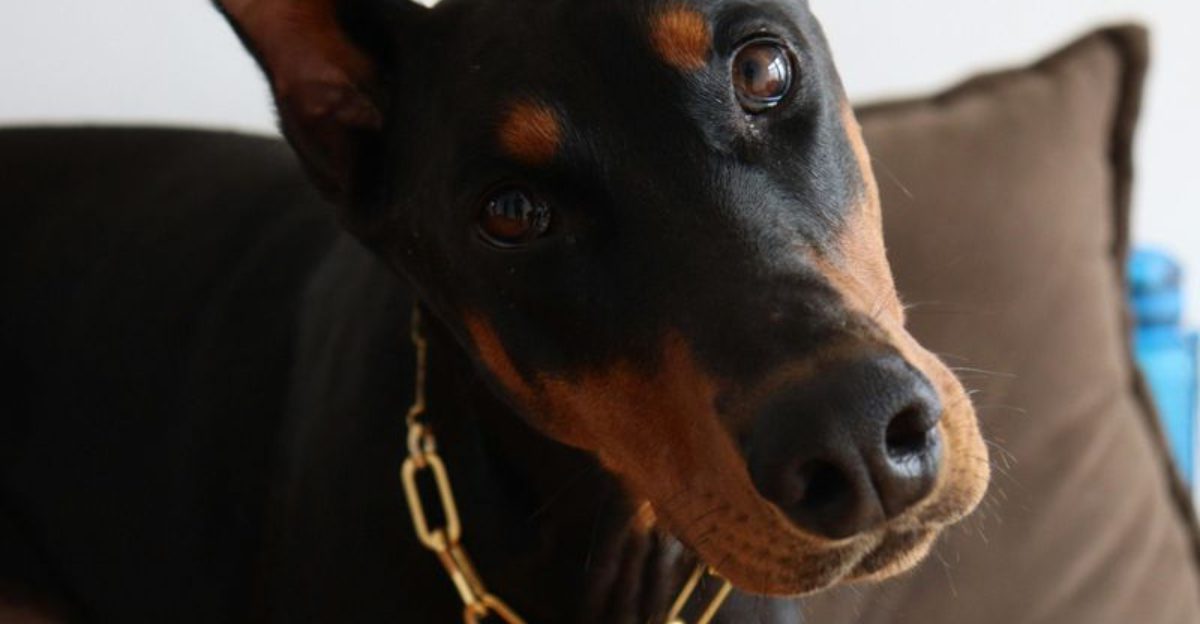 12 behaviors owners ignore that can quietly reveal fear stress and distrust