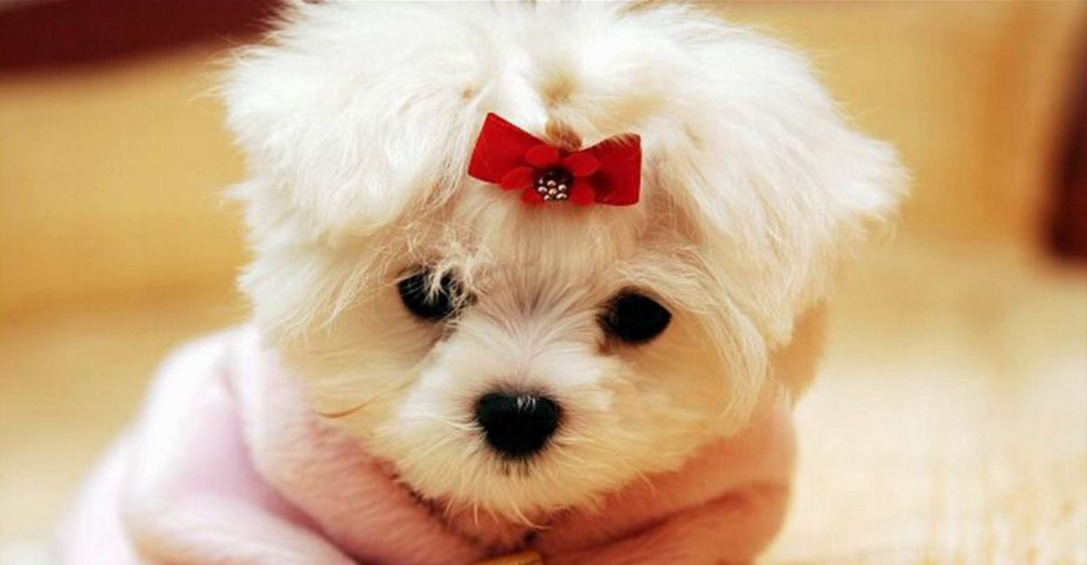 12 clingy dog breeds that would cuddle with you all day long