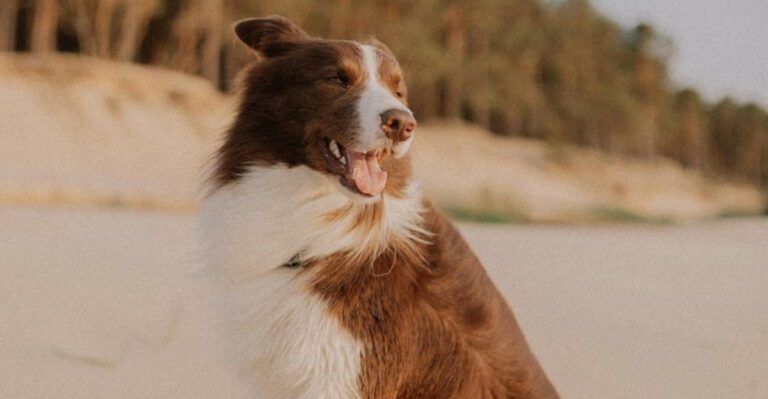 12 difficult dog breeds that demand serious commitment and consistency dog news