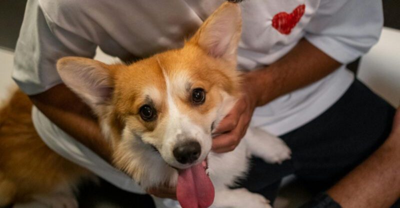 12 dog breeds exploding in popularity as more people search and save them daily