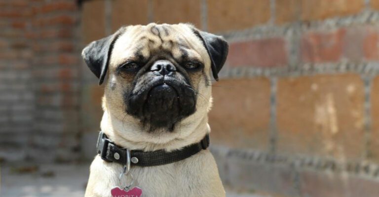 12 dog breeds known for their grumpy expressions dog news