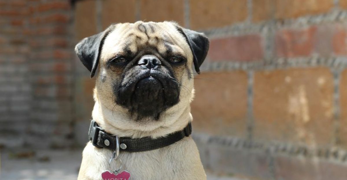 12 dog breeds known for their grumpy